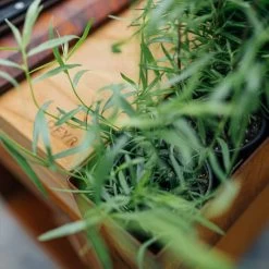 Brasero Plancha Island Corten PRO 100 Bois De Teck + Housse - Ofyr -Foyer Extérieur Pour Barbecue ofyr island pro 100 teck 2020000022121 5